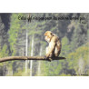 Carte postale nature et poésie, citation Keny Arkana